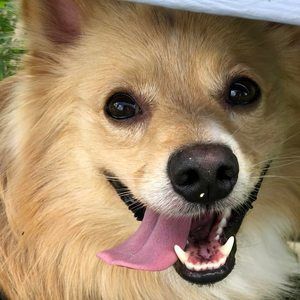 Meet your Posher, Thanh